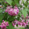 Deutzia x hybrida 'Perle Rose' -Дейция гибридная - Deutzia x hybrida 'Perle Rose'