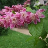 Deutzia x hybrida 'Perle Rose' -Дейция гибридная - Deutzia x hybrida 'Perle Rose'