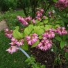 Deutzia x hybrida 'Perle Rose' -Дейция гибридная - Deutzia x hybrida 'Perle Rose'