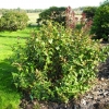 Diervilla x splendens - Диервилла блестящая - Diervilla x splendens ; Diervilla lonicera x Diervilla sessilifolia