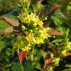 Diervilla x splendens - Диервилла блестящая - Diervilla x splendens ; Diervilla lonicera x Diervilla sessilifolia