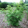 Tetradium daniellii - Kитайське медове дерево - Tetradium daniellii ; Euodia hupehensis ; Tetradium daniellii var. hupehensis