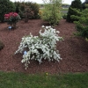 Exochorda racemosa 'The Bride' - obiela groniasta - Exochorda racemosa 'The Bride'