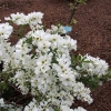 Exochorda racemosa 'The Bride' - obiela groniasta - Exochorda racemosa 'The Bride'