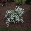 Exochorda racemosa 'The Bride' - obiela groniasta - Exochorda racemosa 'The Bride'