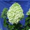 Hydrangea paniculata 'Limelight' PBR - Rispenhortensie - Hydrangea paniculata 'Limelight' PBR