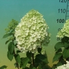 Hydrangea paniculata 'Limelight' PBR - Panicle hydrangea - Hydrangea paniculata 'Limelight' PBR