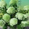 Hydrangea paniculata 'Limelight' PBR - hortensja bukietowa - Hydrangea paniculata 'Limelight' PBR