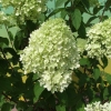 Hydrangea paniculata 'Limelight' PBR - hortensja bukietowa - Hydrangea paniculata 'Limelight' PBR