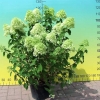 Hydrangea paniculata 'Limelight' PBR - Panicle hydrangea - Hydrangea paniculata 'Limelight' PBR