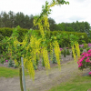 Laburnum x watereri 'Vossii' - złotokap Waterea - Laburnum x watereri 'Vossii'