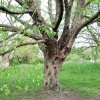 Ostrya carpinifolia - Хмелегра́б обыкнове́нный - Ostrya carpinifolia