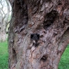 Ostrya carpinifolia - Хмелегра́б обыкнове́нный - Ostrya carpinifolia