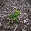 Oxydendrum arboreum-Оксидендрум древовидный - Oxydendrum arboreum