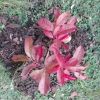 Oxydendrum arboreum-Оксидендрум древовидный - Oxydendrum arboreum