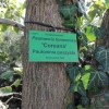 Paulownia tomentosa  Coreana  -Пауловния - Paulownia tomentosa  Coreana
