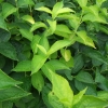 Philadelphus coronarius 'Aureus' - Чубушник венечный - Philadelphus coronarius 'Aureus'