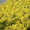 Philadelphus coronarius 'Aureus' - Чубушник венечный - Philadelphus coronarius 'Aureus'