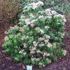 Pieris japonica 'Rosalinda'-Пиерис японский - Pieris japonica 'Rosalinda'