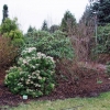 Pieris japonica 'Rosalinda'-Пиерис японский - Pieris japonica 'Rosalinda'