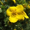 Potentilla fruticosa 'Sommerflor'- Лапчатка кустарниковая - Potentilla fruticosa 'Sommerflor'