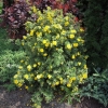 Potentilla fruticosa 'Sommerflor'- Лапчатка кустарниковая - Potentilla fruticosa 'Sommerflor'