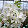 Prunus nipponica  'Brillant' - Prunus kurilensis ; Zwergkirsche - Prunus nipponica  'Brillant' ; Prunus kurilensis ;  Prunus nipponica var kurilensis