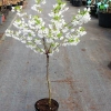 Prunus nipponica  'Brillant' - Prunus kurilensis ; Zwergkirsche - Prunus nipponica  'Brillant' ; Prunus kurilensis ;  Prunus nipponica var kurilensis