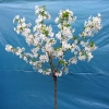 Prunus nipponica  'Brillant' - Prunus kurilensis ; Zwergkirsche - Prunus nipponica  'Brillant' ; Prunus kurilensis ;  Prunus nipponica var kurilensis
