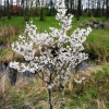 Prunus nipponica  'Brillant' - Prunus kurilensis ; Zwergkirsche - Prunus nipponica  'Brillant' ; Prunus kurilensis ;  Prunus nipponica var kurilensis