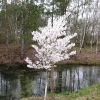 Prunus nipponica  'Brillant' - Prunus kurilensis ; Zwergkirsche - Prunus nipponica  'Brillant' ; Prunus kurilensis ;  Prunus nipponica var kurilensis