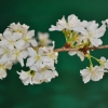 Prunus nipponica  'Brillant' - Prunus kurilensis ; Zwergkirsche - Prunus nipponica  'Brillant' ; Prunus kurilensis ;  Prunus nipponica var kurilensis