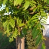 Pterocarya fraxinifolia - skrzydłorzech kaukaski - Pterocarya fraxinifolia