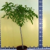 Robinia hispida-Borstige Robinie ; Scheinakazie - Robinia hispida