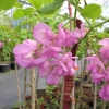 Robinia hispida-Borstige Robinie ; Scheinakazie - Robinia hispida
