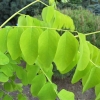 Robinia pseudoacacia Frisia - Gewöhnliche Robinie - Robinia pseudoacacia Frisia