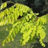 Robinia pseudoacacia Frisia - Gewöhnliche Robinie - Robinia pseudoacacia Frisia