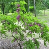 Robinia hispida-Borstige Robinie ; Scheinakazie - Robinia hispida