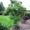 Robinia pseudoacacia Myrtifolia -Робиния pseudoacacia - Robinia pseudoacacia Myrtifolia