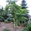 Robinia pseudoacacia Myrtifolia -Робиния pseudoacacia - Robinia pseudoacacia Myrtifolia