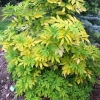Sambucus nigra 'Aurea'- Бузина черная - Sambucus nigra 'Aurea'