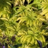 Sambucus nigra 'Aurea'- Бузина черная - Sambucus nigra 'Aurea'
