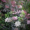 Sambucus nigra 'Thundercloud'- Бузина черная - Sambucus nigra 'Thundercloud'