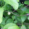 Sinocalycanthus chinensis- Каликантус китайский ; Каликант - Sinocalycanthus chinensis ; Calycanthus sinensis
