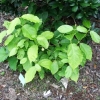 Sinocalycanthus chinensis- Каликантус китайский ; Каликант - Sinocalycanthus chinensis ; Calycanthus sinensis