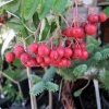 Sorbus  Titan -Рябина - Sorbus  Titan ; Sorbus aucuparia Titan