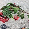 Sorbus  Titan -Рябина - Sorbus  Titan ; Sorbus aucuparia Titan