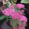 Spiraea japonica 'Anthony Waterer'- Japanischer Spierstrauch ; Zwergspiere ; Rote Sommer Spiere - Spiraea japonica 'Anthony Waterer'