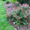 Spiraea japonica 'Anthony Waterer'- Japanischer Spierstrauch ; Zwergspiere ; Rote Sommer Spiere - Spiraea japonica 'Anthony Waterer'