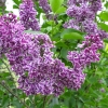 Syringa vulgaris 'Sensation' - Gemeiner Flieder - Syringa vulgaris 'Sensation'